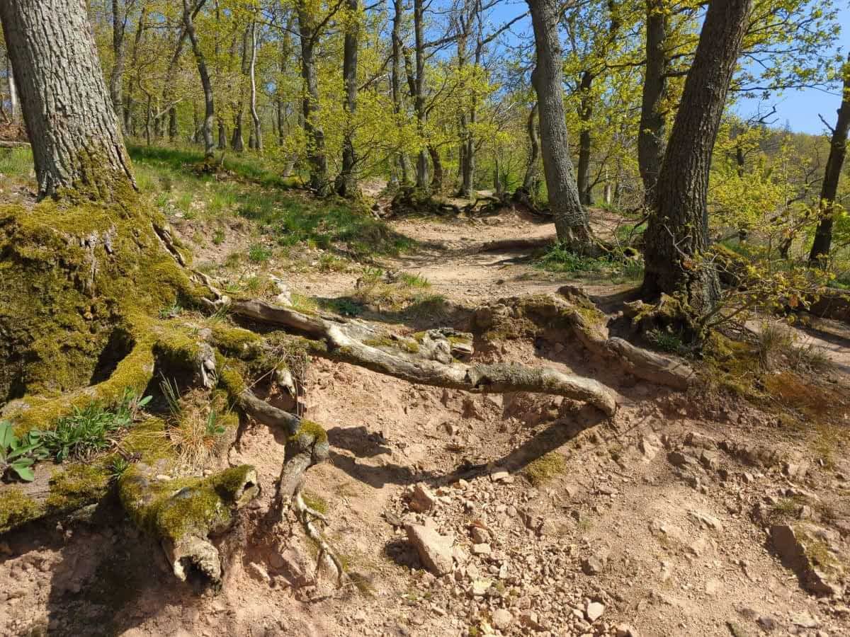 Naturnaher Waldpfad mit Geröll und freiliegenden Wurzeln am ölberg