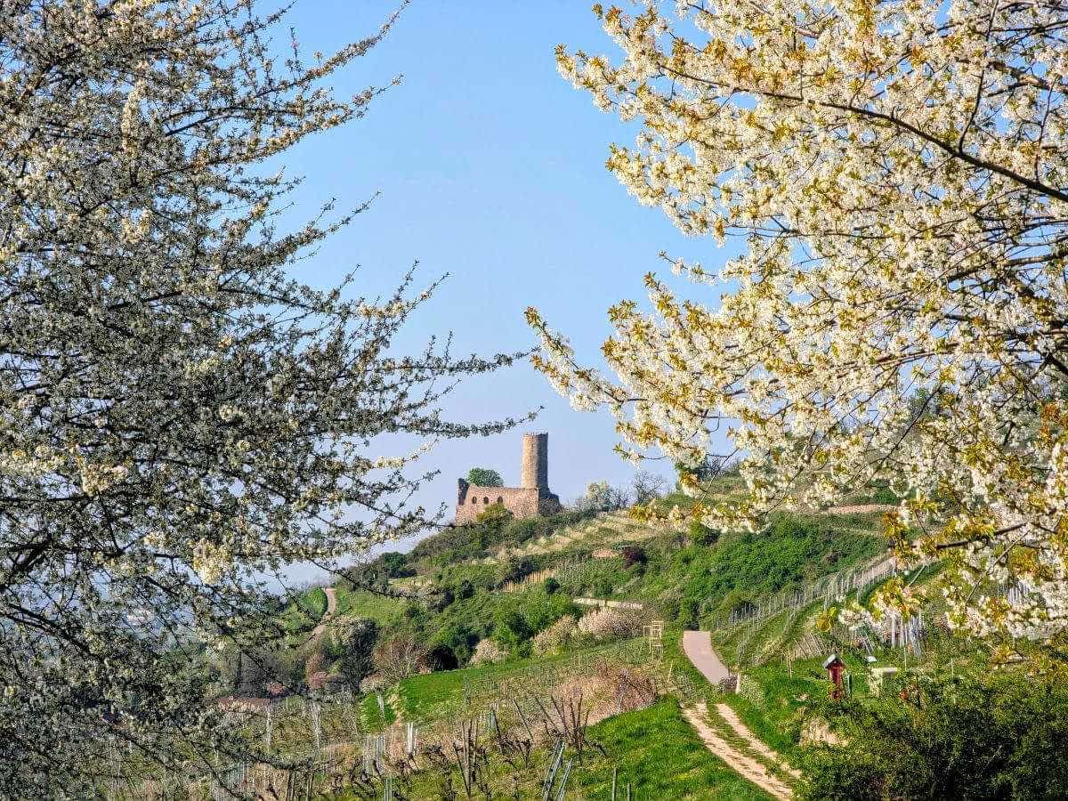 Strahlenburg im Frühling