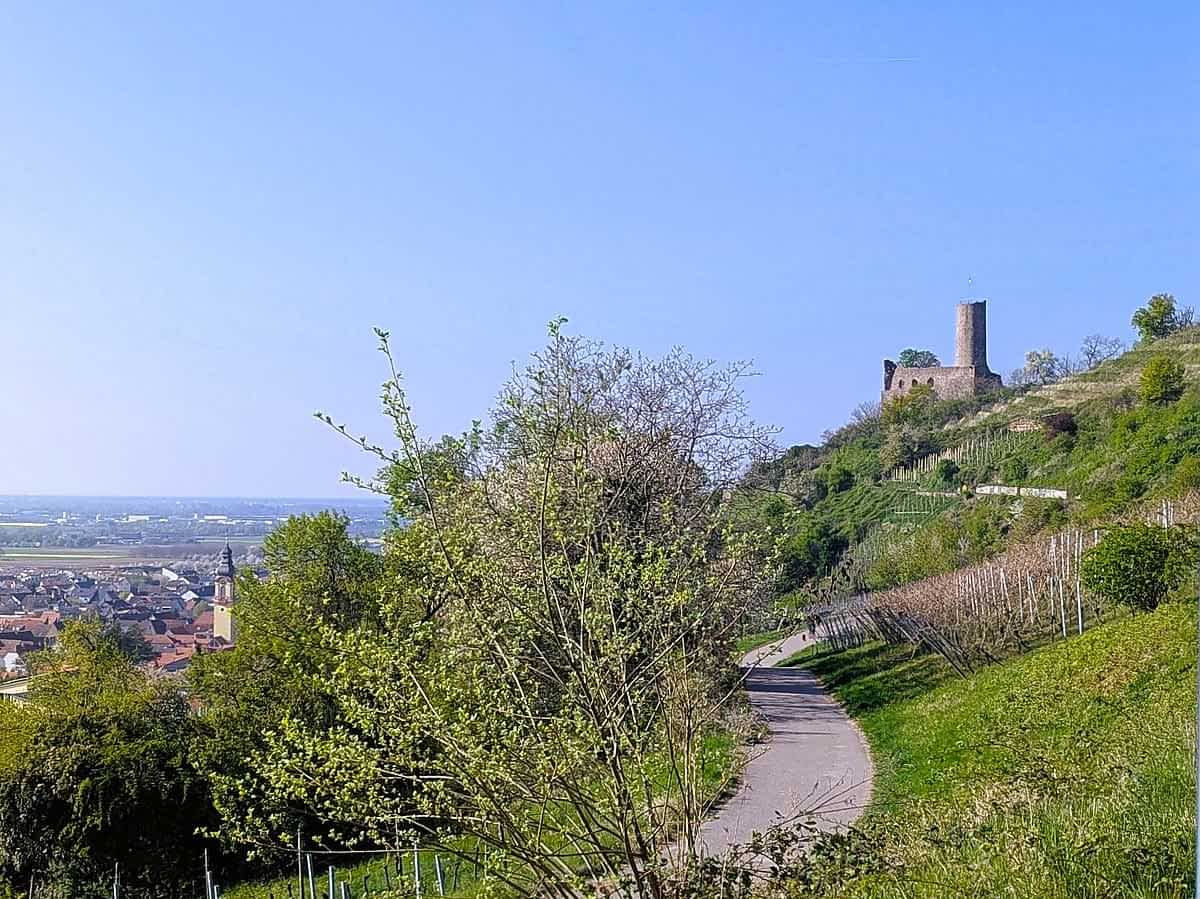 Blick auf die Strahlenburg inmitten von Weinrebeben 