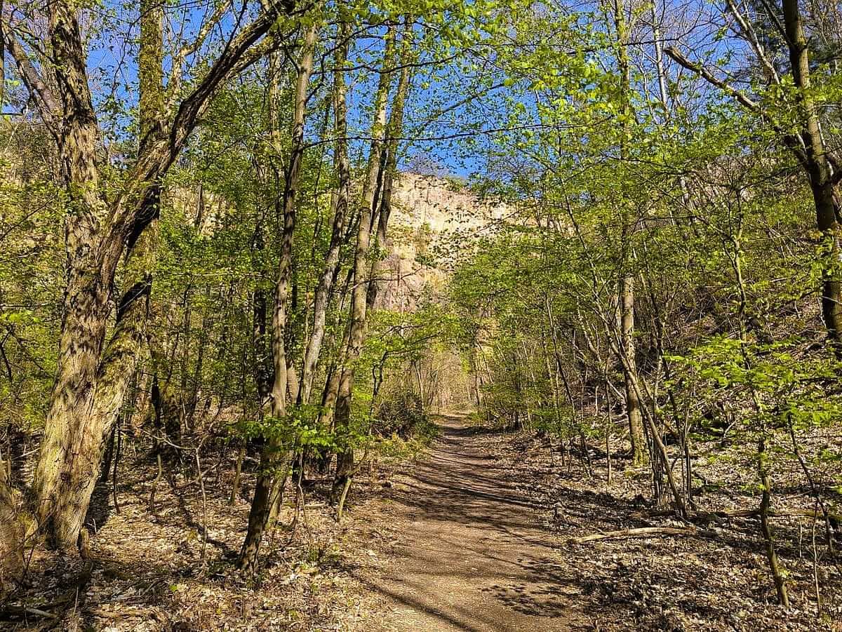 Ebener Wanderweg durch den Wald am Ölberg