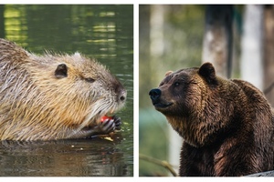 Die Fasanerie Wiesbaden ist ein Tierpark direkt vor den Toren der Stadt. Umgeben von Wiesen und Wälder bietet er Tieren viel Freiraum und ist ein beliebtes Ausflugsziel für Erholungssuchende und Familien mit Kindern.  