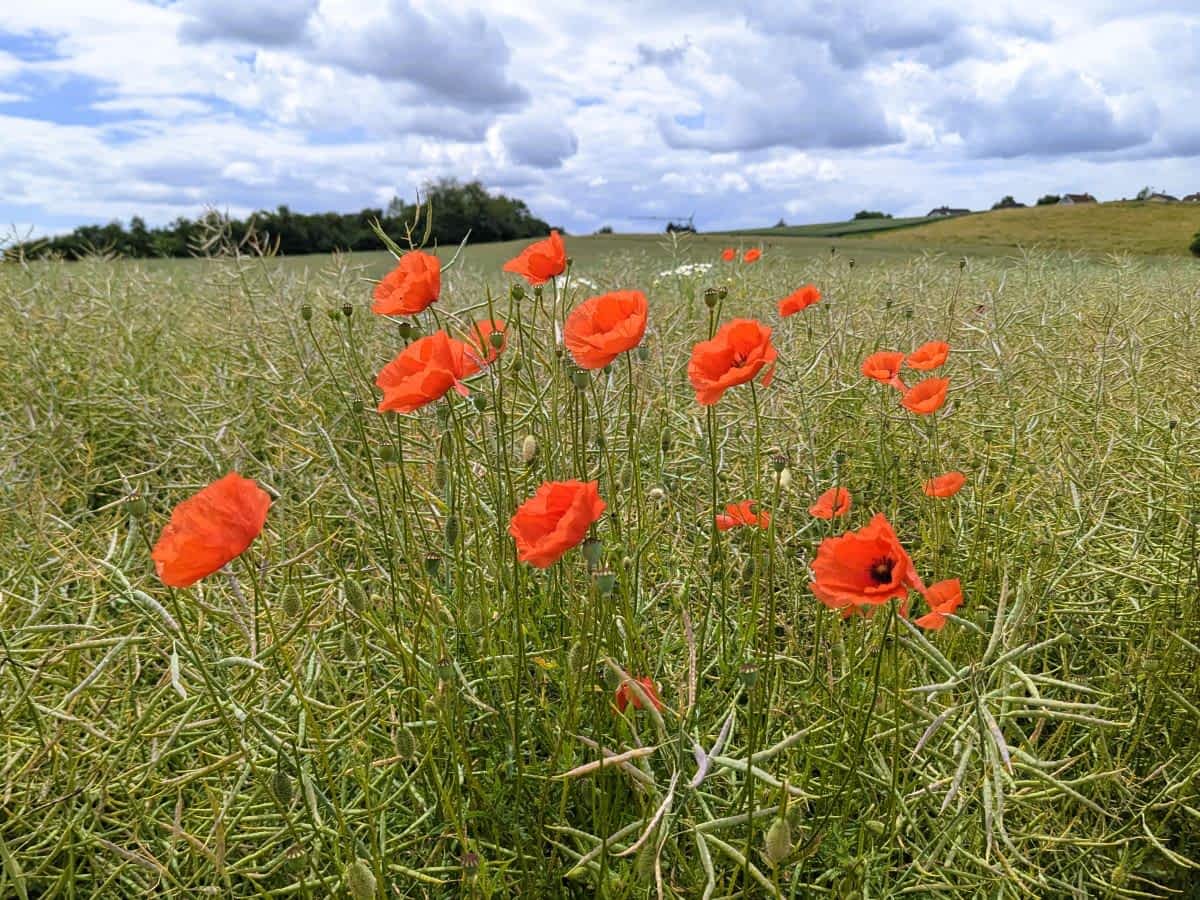 Grüne Wiesen mit Mohn mit Blick über die Wetterau