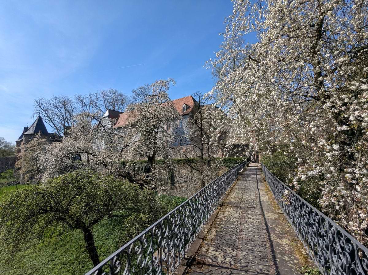 Burggarten der Friedberger Burg mit blühenden Kirschbäumen und historischem Gemäuer im Hintergrund.