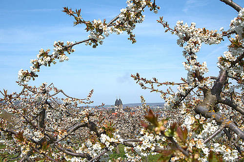 Kaum zeigt sich der Frühling von seiner schönsten Seite, packt uns die Lust auf einen Ausflug ins Grüne. Diesmal zog es uns nach Ockstadt zur Kirschblüte.
