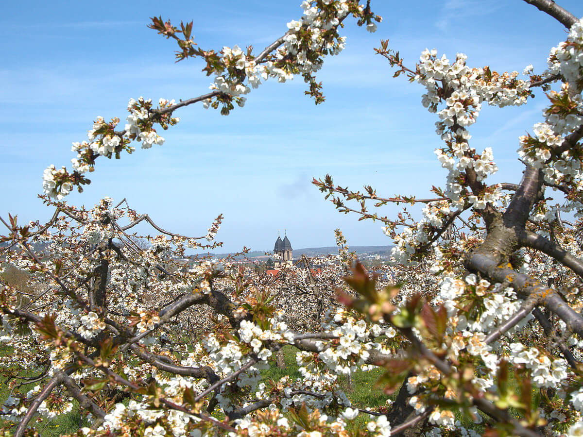 Panoramablick auf das Dorf Ockstadt im Frühling, umgeben von grüner Landschaft und blühenden Obstbäumen.