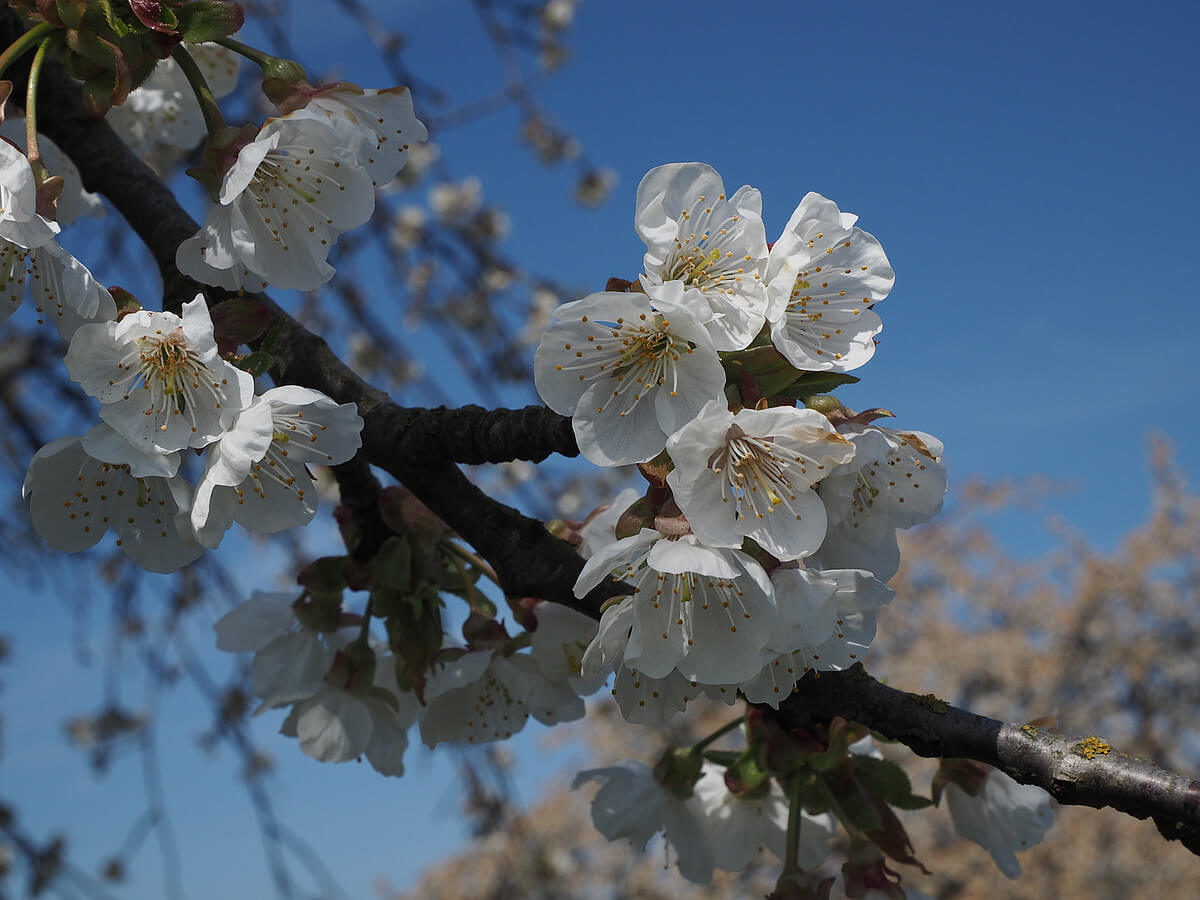 Nahaufnahme von weiß blühenden Kirschblüten an einem sonnigen Frühlingstag.