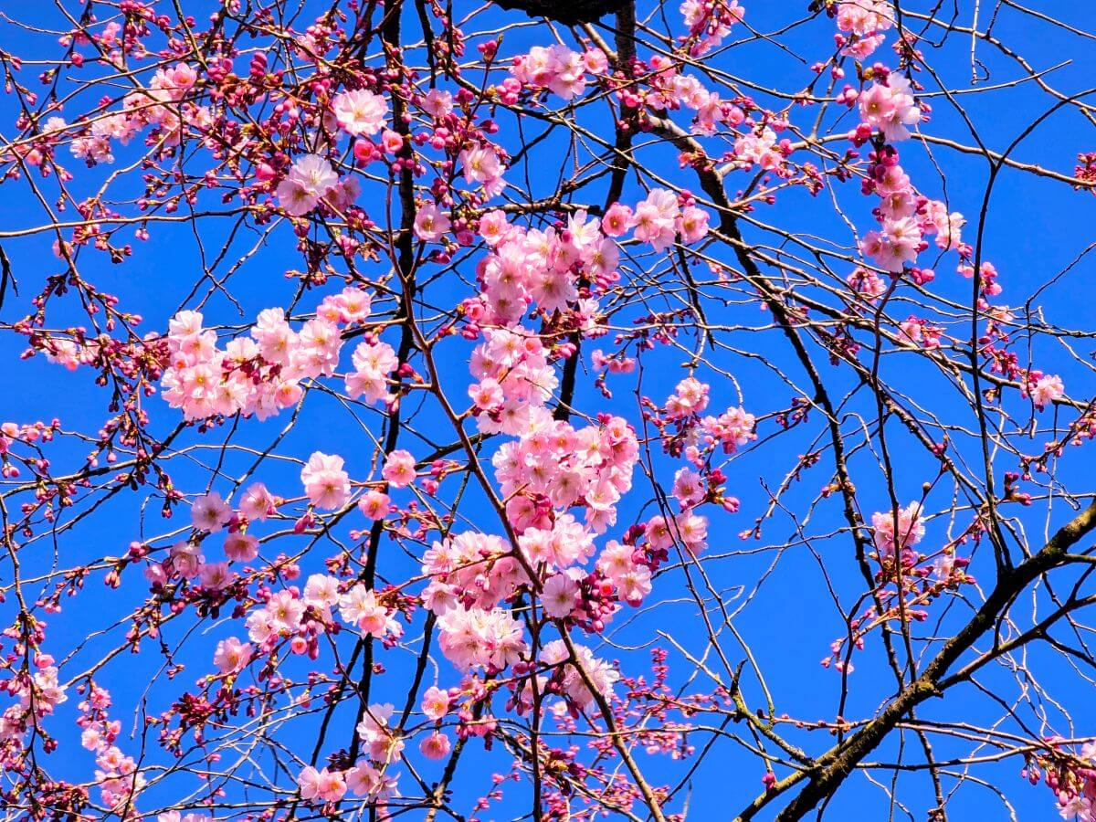 Eintauchen in die Kirschblüte – ein Moment der Ruhe und Schönheit.