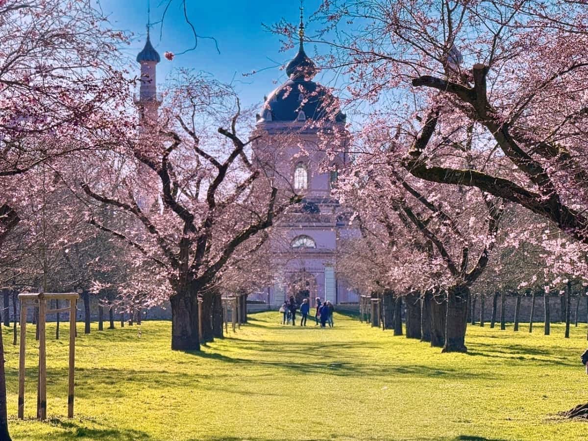 Kirschgarten im Schwetzinger Schlosspark mit Blick auf die Moschee, umgeben von blühenden Zierkirschen