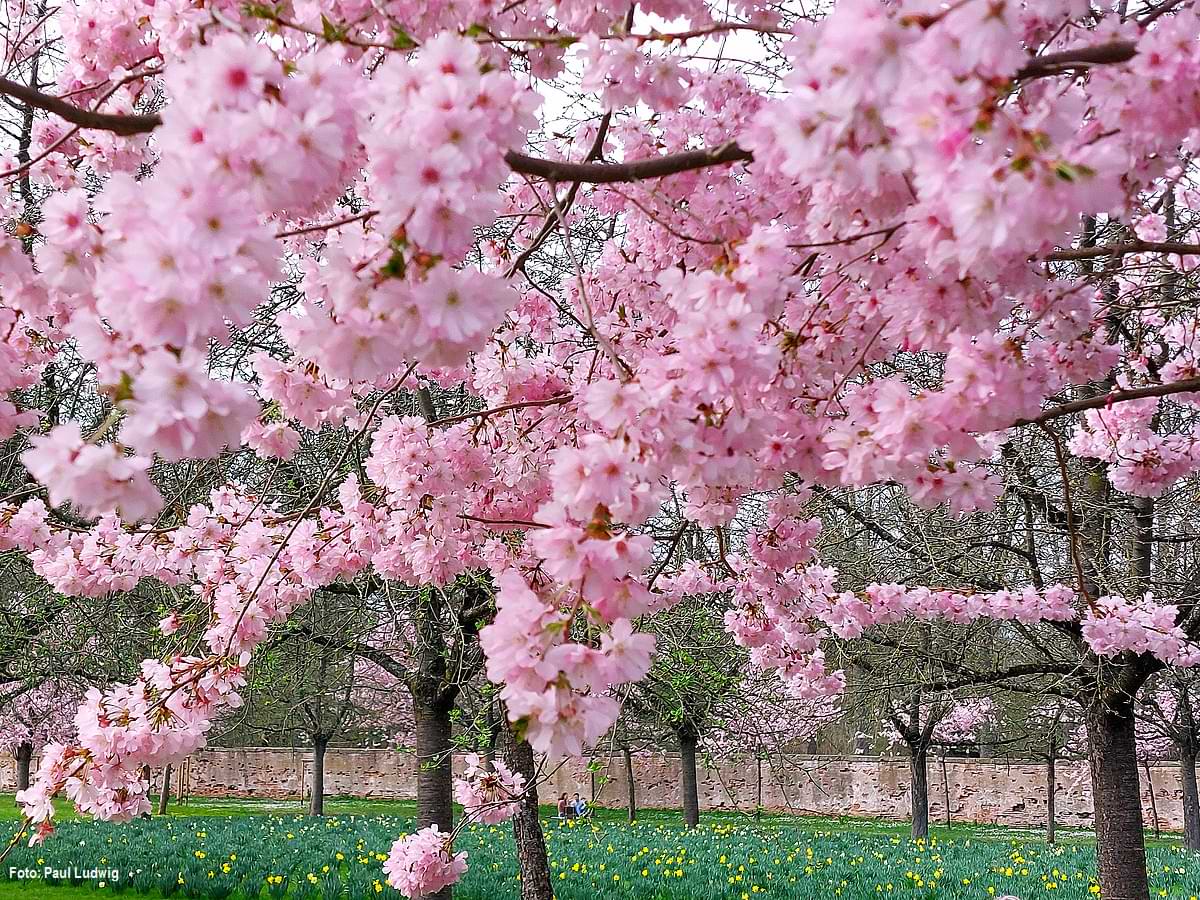 Kirschblüte im Kirschengarten im Schwetzinger Schlosspark 