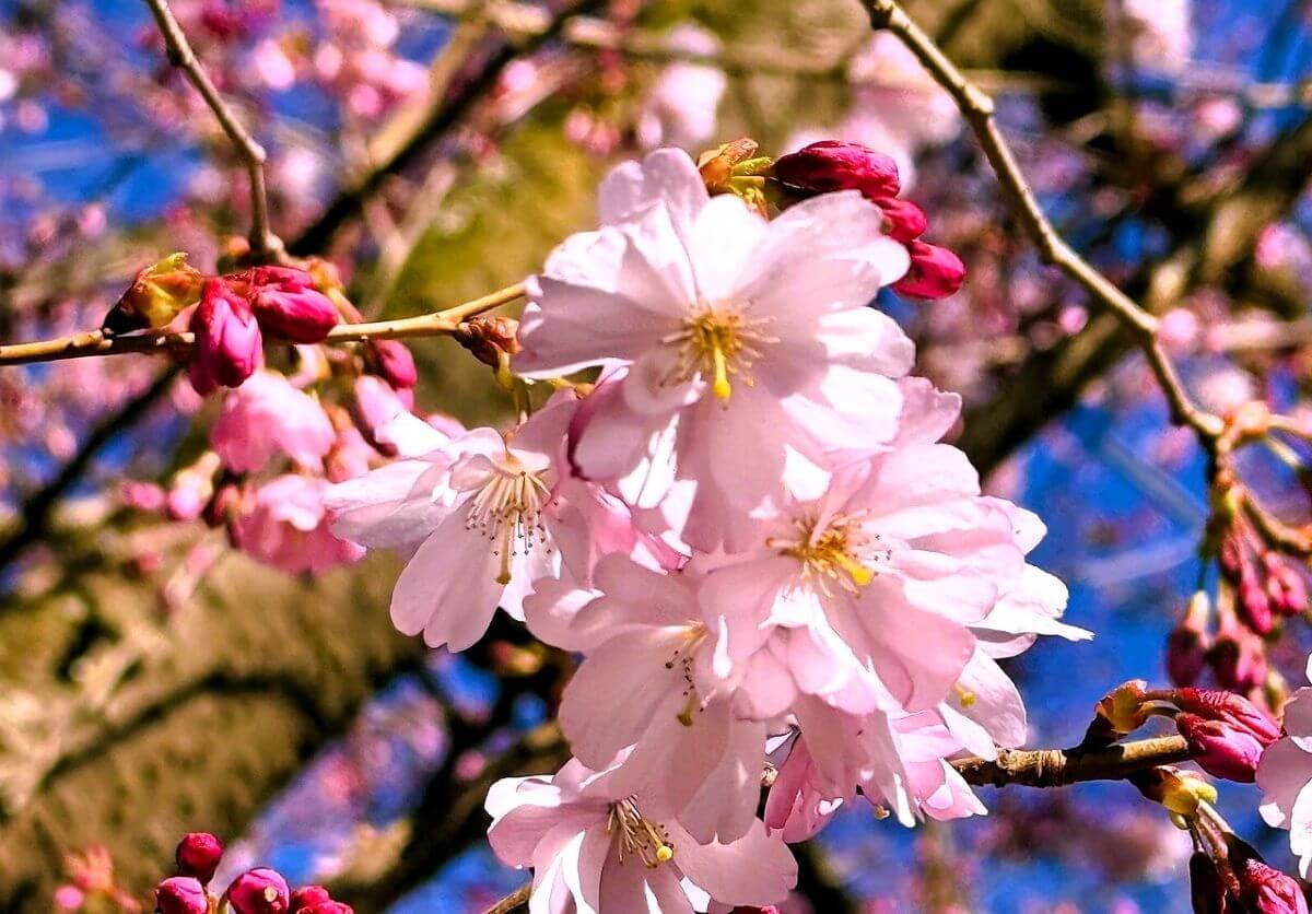 Nahaufnahme Kirschblüte 