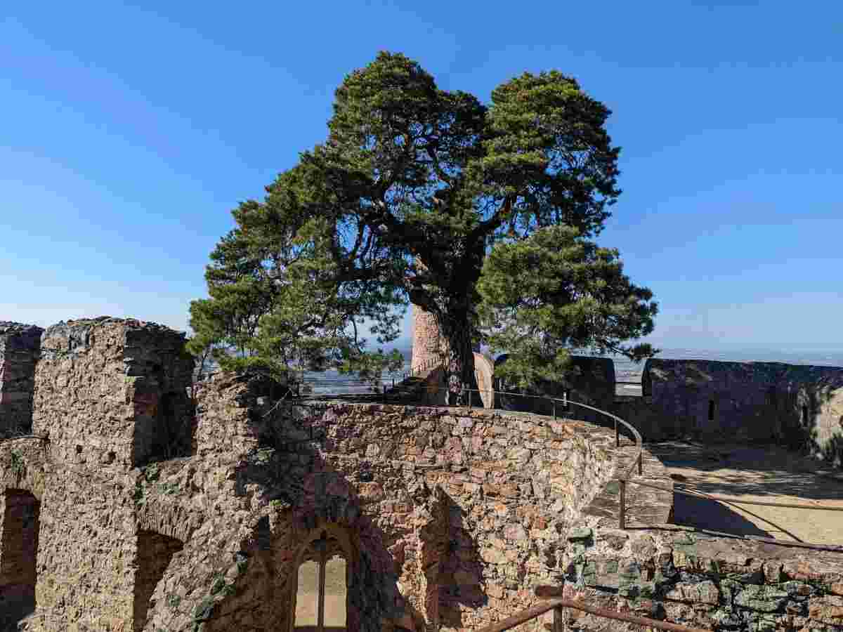Blick auf die historische Ruine Schloss Auerbach mit der berühmten, über 300 Jahre alten Kiefer im Mauerwerk bei strahlendem Sonnenschein.“