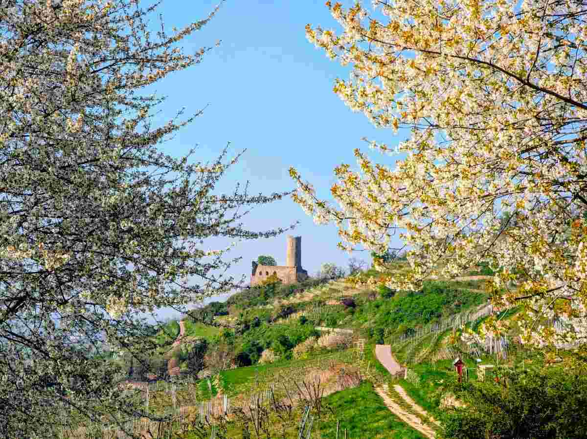 Blick durch blühende Obstbäume auf die Burgruine Strahlenburg oberhalb der Weinberge Schriesheim