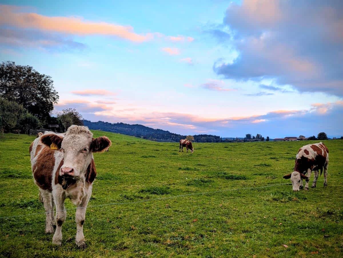 Grasende Kühe - Alpenländische Idylle 