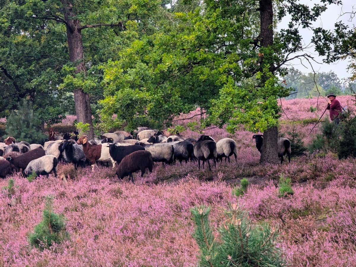 Heidschnucken sorgen mit ihrem Frass dafür, dass die Heide nicht überwuchert