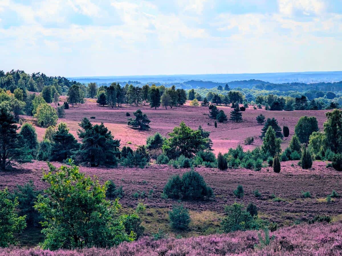 Panoramasicht vom Wilseder Berg. Heide soweit das Auge reicht 