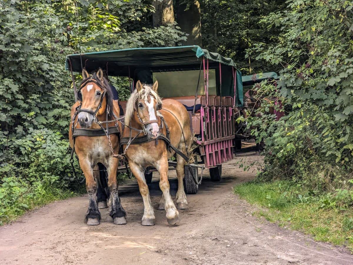 Mit der Kutsche durch die Lüneburger Heide
