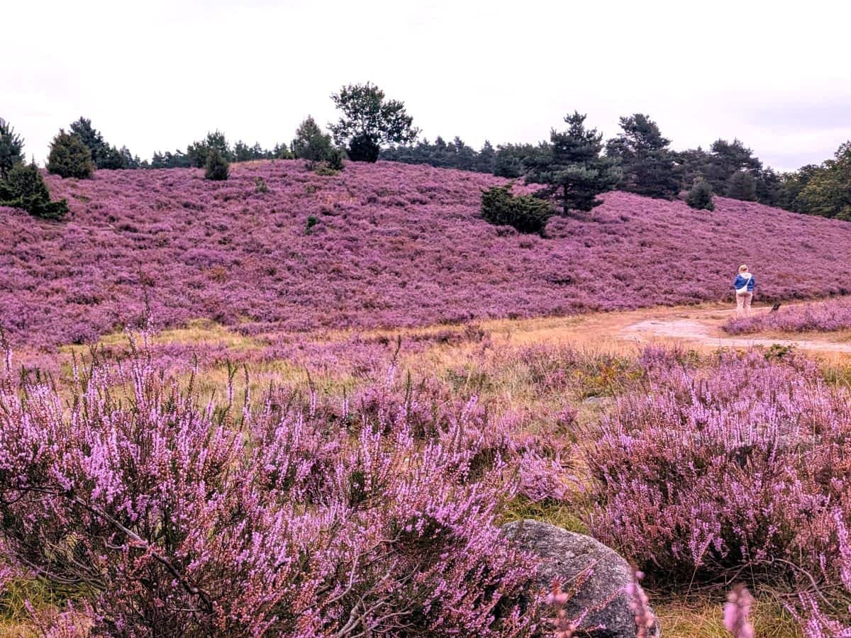 Lila blühende Heide Ende August 