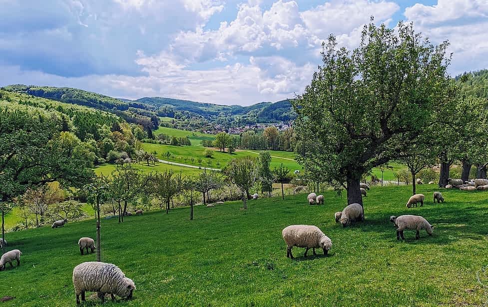 Ausflugsziel Odenwald